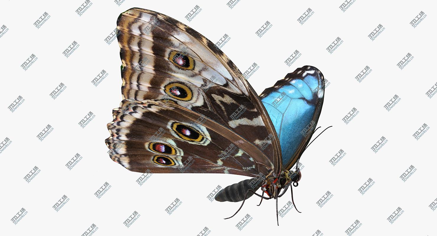 images/goods_img/20210113/Morpho Peleides Butterfly Rigged for Maya 3D model/2.jpg